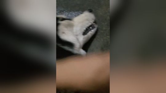 宝宝我尽力了