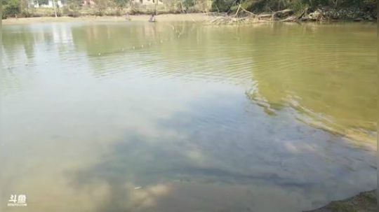 去塘里弄大红鲤鱼。 2019-01-17 11点场