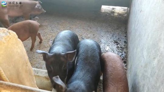 《纪实直播》音乐小镇 老达保 2019-01-17 11点场