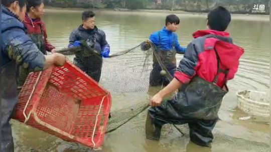 抓甲鱼，红鲤鱼。 2019-01-18 13点场