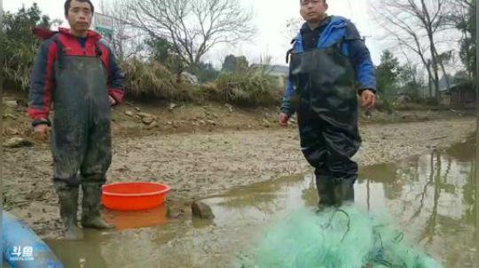 抓甲鱼，红鲤鱼。 2019-01-18 15点场