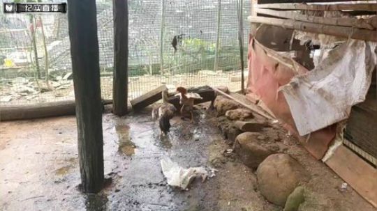 《纪实直播》音乐小镇 老达保 Day2 2019-01-19 11点场