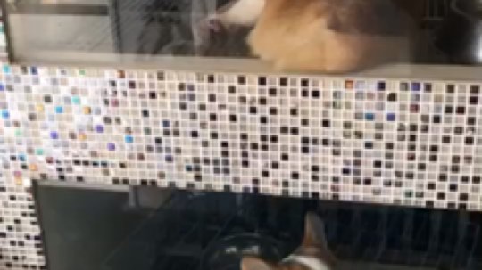 过年的时候想养一只喔