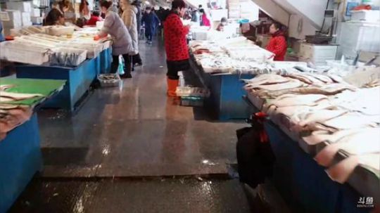 西北老狼哥哥发布了一个斗鱼视频2019-01-21