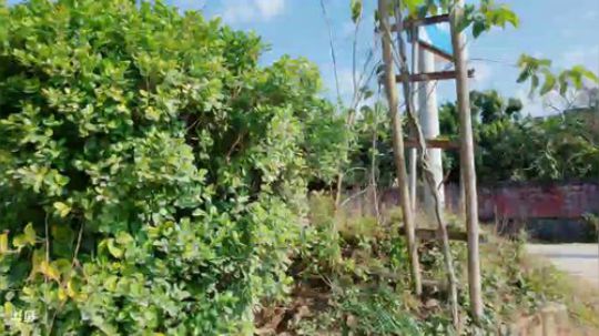 倩倩家卖早点 2019-01-21 10点场