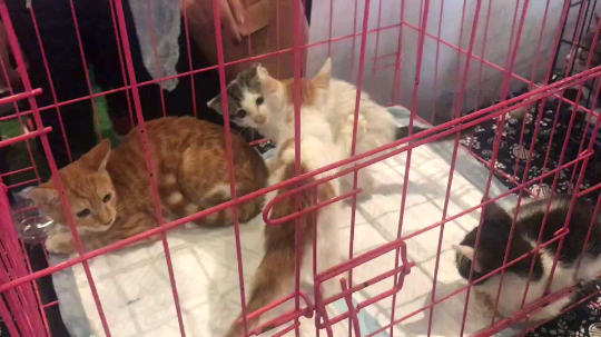 奶猫打架