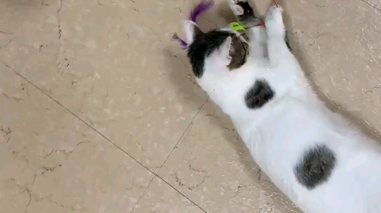 健康猫咪等待领养中