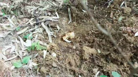 天气好挖黄鳝放鼠笼。 2019-01-23 14点场