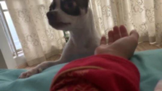 想我家小臭狗了?他还在宠物店呢