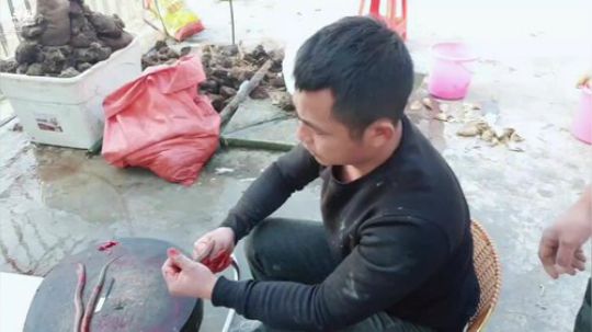 天气好挖黄鳝放鼠笼。 2019-01-23 16点场