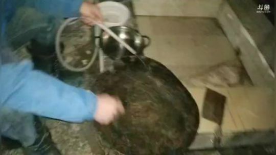 10点准时抽野生甲鱼。 2019-01-24 20点场