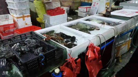 西北老狼哥哥发布了一个斗鱼视频2019-01-27