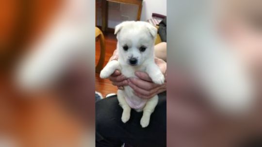 等待领养的小奶狗