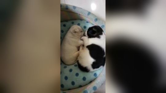 等待领养的小奶狗2