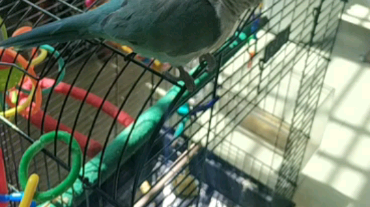 今天我来直播