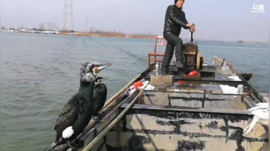 丿Good丶发布了一个斗鱼视频2019-01-31