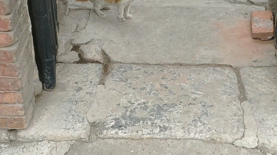 可爱的小猫 晚上回家应该会播[亲亲]