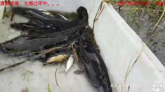 龙马精神之神笔马龙发布了一个斗鱼视频2019-02-06