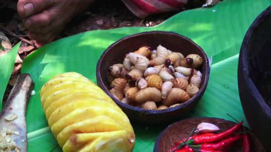 【荒野虫哥】~香甜咕噜虫~