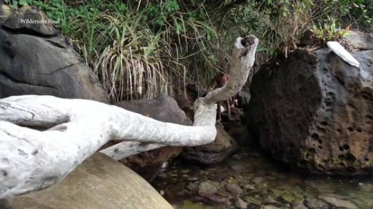 【荒野戏精】~ 两个猴子吃果子~