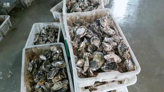 西北老狼哥哥发布了一个斗鱼视频2019-02-12