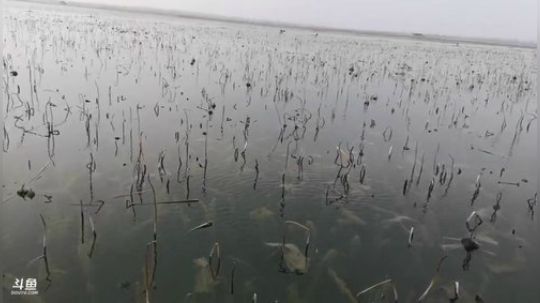 龙马精神之神笔马龙发布了一个斗鱼视频2019-02-13