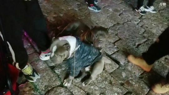 户外遛狗王飞哥发布了一个斗鱼视频2019-02-15