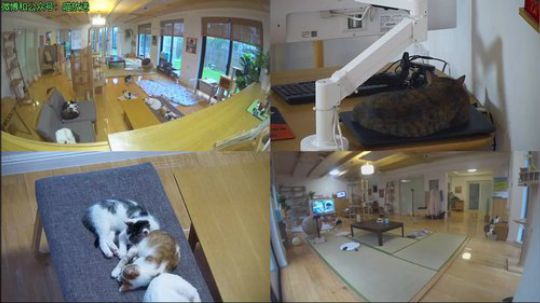 HHHISHHH发布了一个斗鱼视频2019-02-17