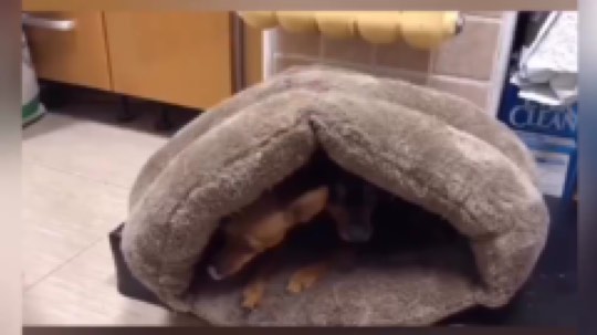 来杠啊！来杠一下！
每当直播间出现杠精我都觉得视角是这样的