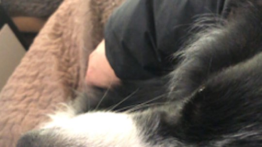 谁翻译下这蠢狗在说啥？[流汗]