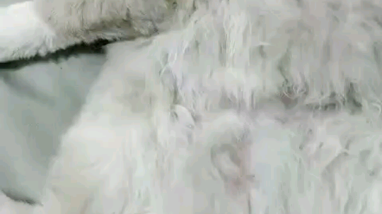 这是一个有味道的视频