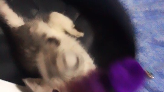 瓜瓜你也太可爱了叭哈哈哈