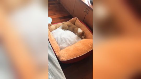 俊宏丿发布了一个斗鱼视频2019-03-04