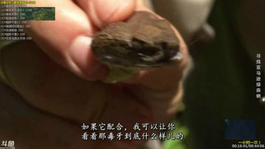 户外遛狗王飞哥发布了一个斗鱼视频2019-03-03