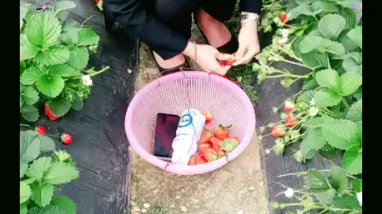 悄悄咪咪偷颗吃咯
