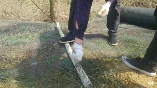 整理农场！ 2019-03-10 10点场