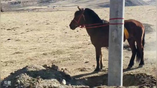 户外遛狗王飞哥发布了一个斗鱼视频2019-03-12