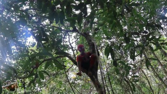 【荒野戏精】和蜘蛛侠一起分享美味的石板烤猪大肠.