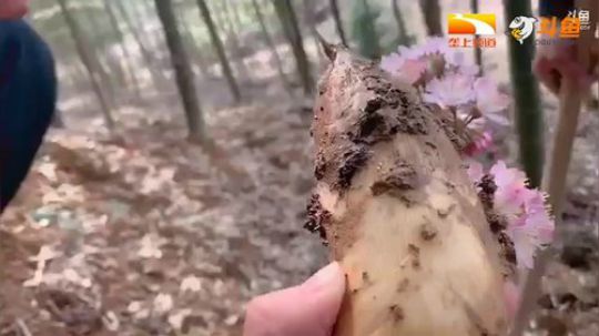 大王叫我来巡山，我们一起去澄水洞来探一探 2019-03-14 14点场