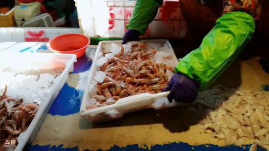 西北老狼哥哥发布了一个斗鱼视频2019-03-21