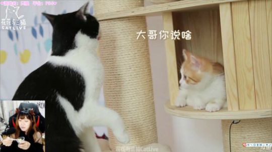 丿Good丶发布了一个斗鱼视频2019-03-23