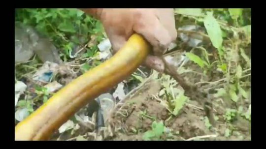 往期王者钓鳝鱼合集