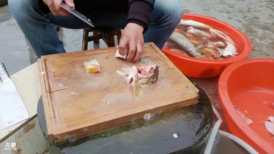 收地笼制造麻辣鱼块。 2019-03-24 11点场