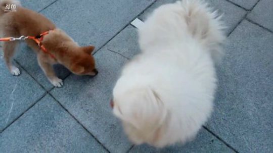 叶知秋：遛狗下午茶晚饭 和小苏菲 2019-03-24 18点场