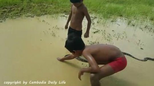 【柬埔寨熊孩子】我的天，柬埔寨小弟弟抓大蟒蛇时竟然被蛇缠住