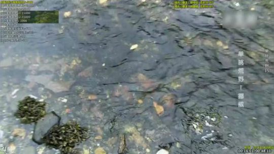 户外遛狗王飞哥发布了一个斗鱼视频2019-03-25