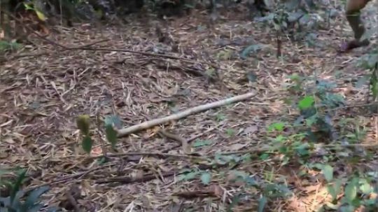 【柬埔寨打野】抓住一条大蛇，直接生火烤着吃