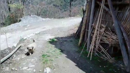 深山大咖2岁啦(≧ω≦)/ 2019-03-24 12点场