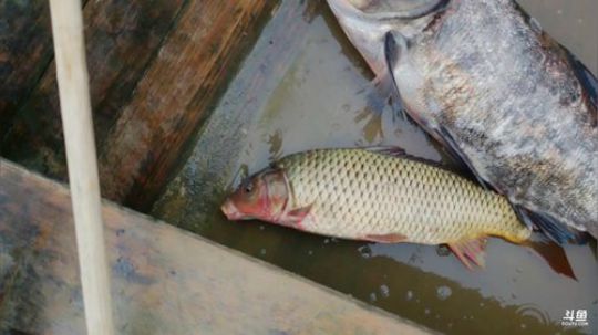 西北老狼哥哥发布了一个斗鱼视频2019-03-26