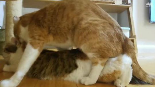 我在斗鱼看猫粮战士直播户外